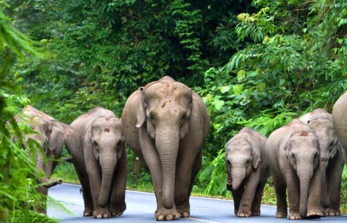 Bandipur National Park jeep safari with forest drives, jeep tracks and South India wildlife scenery in a curated wildlife expedition