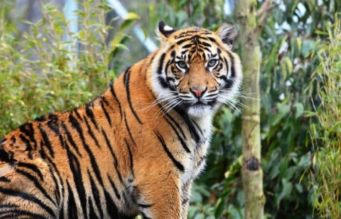 Bandipur Tiger Reserve safari with forest tracks, elephant habitat and private jeep drives in a curated wildlife expedition