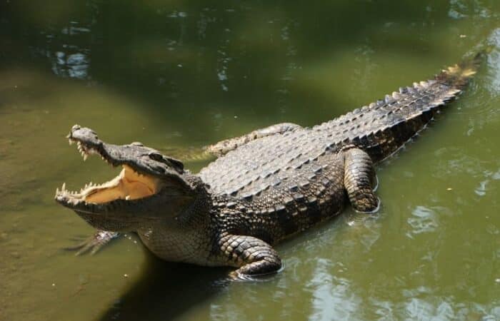Best jungle safari India with Tadoba forest drives and Pench wildlife experiences in a curated wildlife expedition