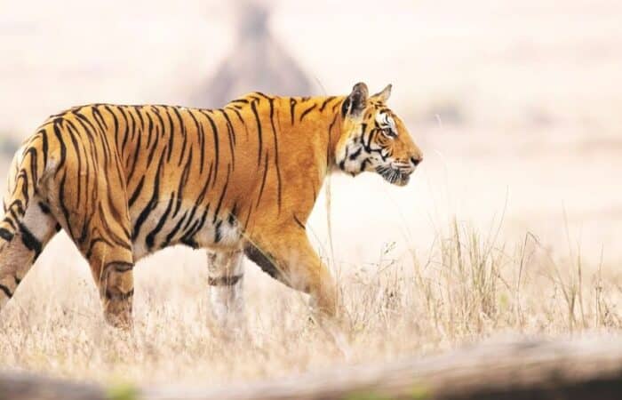 Best safaris in India with two tiger reserves and central India wildlife landscapes in a curated wildlife expedition