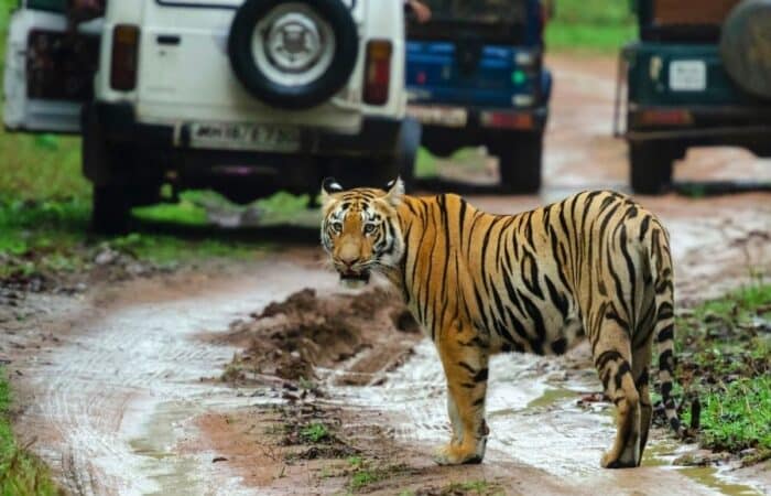 Best tiger safari in India with Bandhavgarh and Kanha in one private wildlife holiday in a curated wildlife expedition