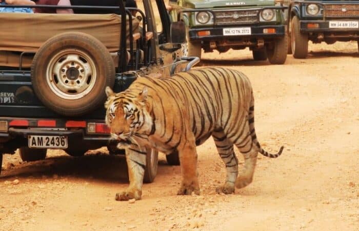 best wild safari in india in a curated wildlife expedition