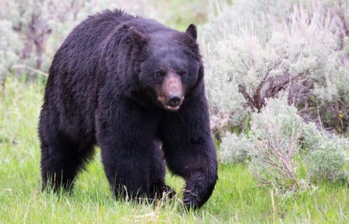 best wildlife park in india in a curated wildlife expedition