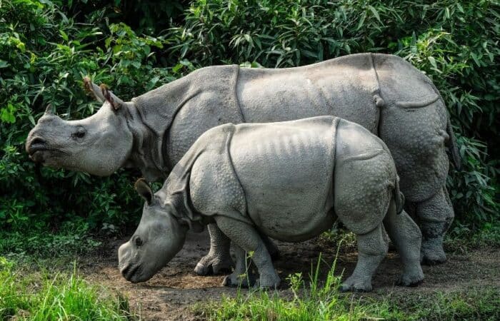 Best wildlife safari in India with rhinos, grasslands and private Kaziranga travel in a curated wildlife expedition