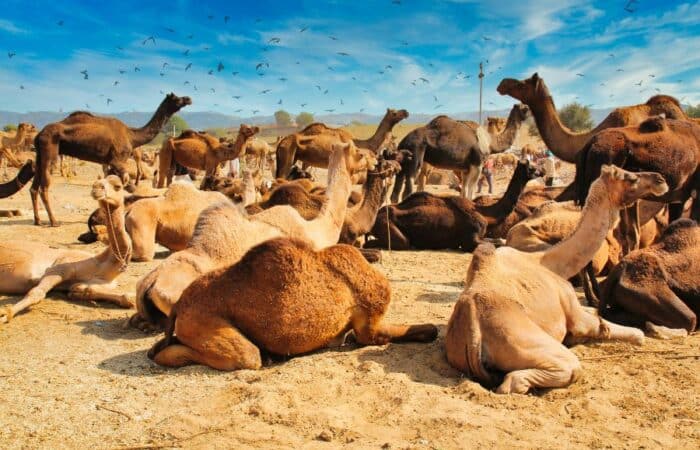bikaner jaisalmer tour with forts, palaces and desert heritage