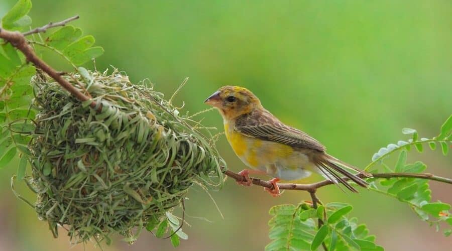 himalayan holiday packages