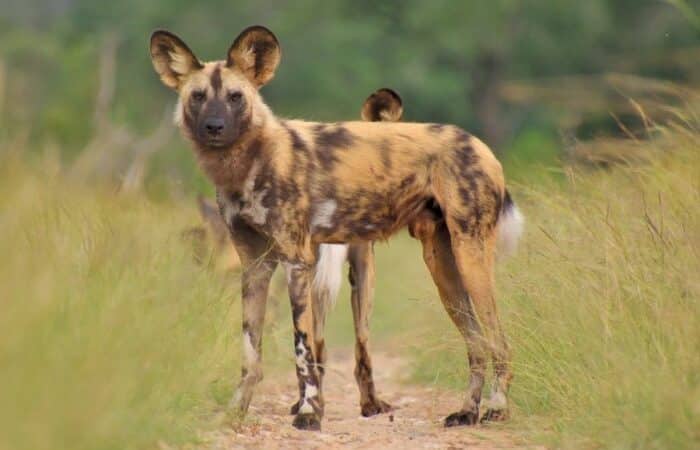 India best jungle safari across Bandhavgarh and Kanha forest landscapes in a curated wildlife expedition
