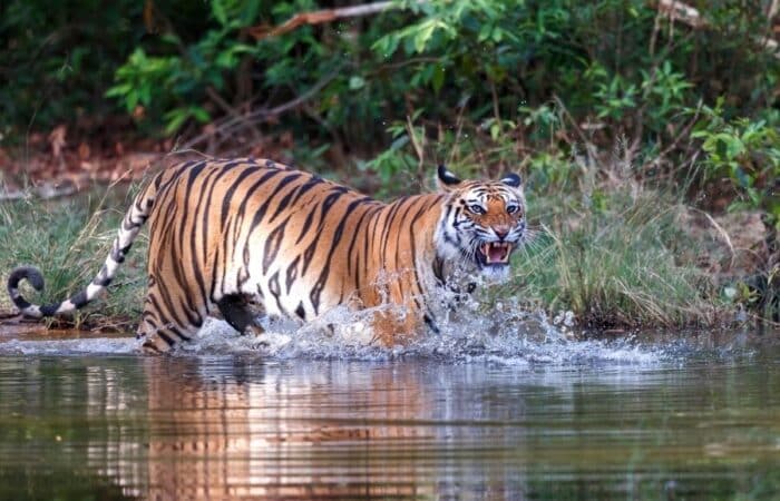India safari through Corbett river forest and tiger country in the Himalayan foothills in a curated wildlife expedition