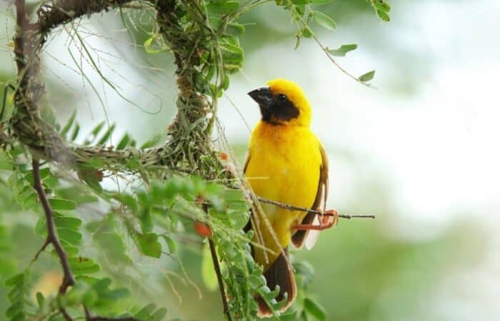 India safari tours with Corbett drives, forest lodges and wildlife travel in North India in a curated wildlife expedition