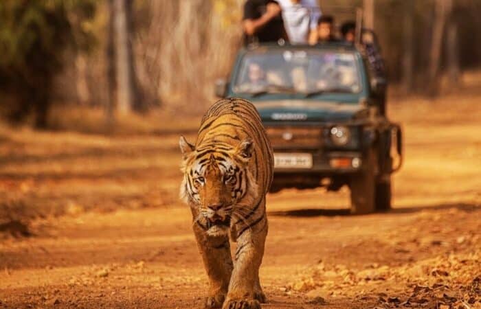india tiger safari in a curated wildlife expedition