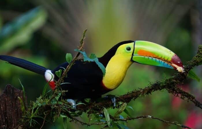 India wildlife safari tours with Kaziranga National Park and Assam nature landscapes in a curated wildlife expedition