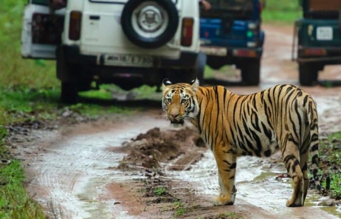 India wildlife tours with multiple reserves, forest lodges and private safari drives in a curated wildlife expedition