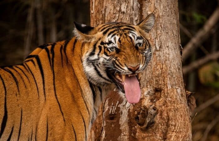 Jim Corbett safaris with river forest drives, foothill landscape and private wildlife stays in a curated wildlife expedition