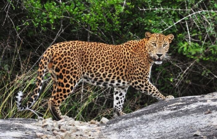 Jim Corbett trip with safari roads, forest rivers and private nature holiday moments in a curated wildlife expedition