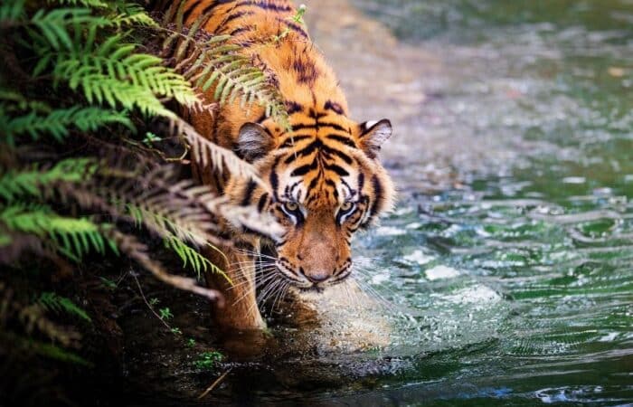 Jungle safari in Pench with forest tracks, safari jeeps and private reserve stays in a curated wildlife expedition