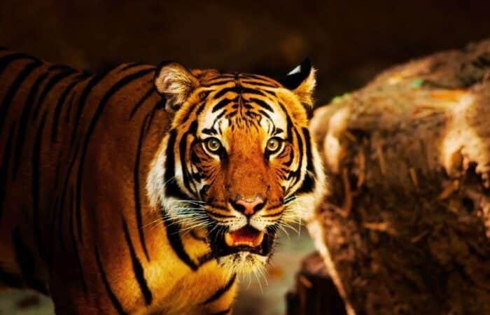 Kanha India tiger landscape with grasslands, forest edge and wildlife safari roads in a curated wildlife expedition