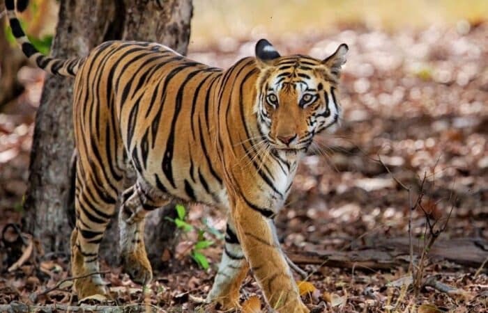 Kanha National Park safari with sal forest, open meadows and private jeep drives in a curated wildlife expedition
