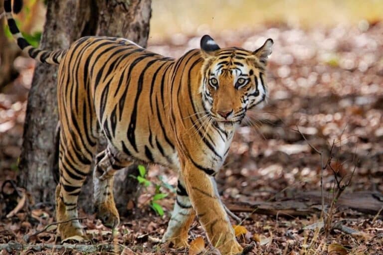 Kanha National Park safari with sal forest, open meadows and private jeep drives in a curated wildlife expedition
