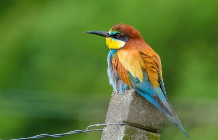 Kanha safari with meadow light, forest tracks and tiger reserve scenery in a curated wildlife expedition