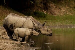 kaziranga national park