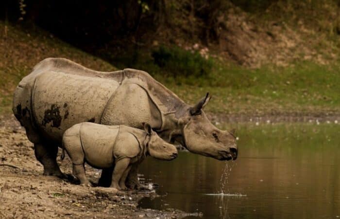 Kaziranga National Park safari with elephant grass, jeep tracks and Assam wildlife habitat as a luxury tiger safari in India