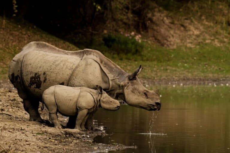 Kaziranga National Park safari with elephant grass, jeep tracks and Assam wildlife habitat as a luxury tiger safari in India