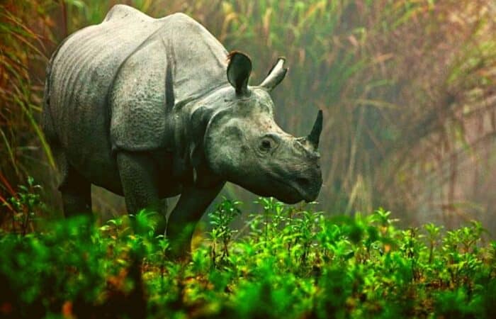Kaziranga trip with rhino country, open grasslands and riverine park scenery as a luxury tiger safari in India