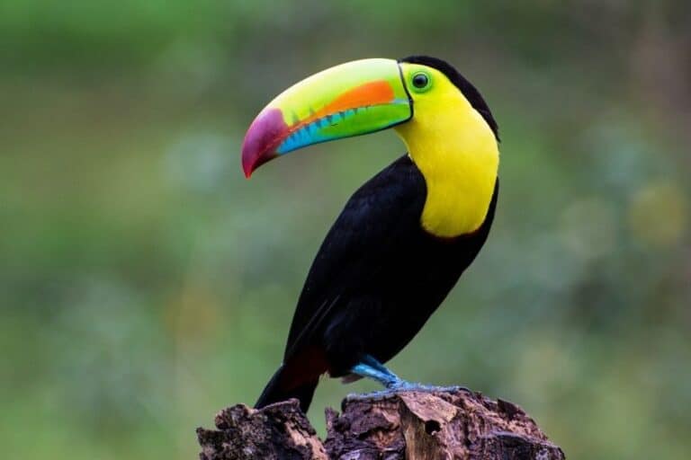Keoladeo Bird Sanctuary with quiet wetland trails, private birding and Bharatpur nature scenery as a luxury tiger safari in India