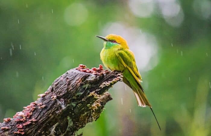 keoladeo ghana as a luxury tiger safari in India