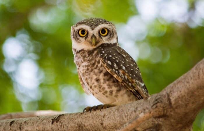 keoladeo ghana bird sanctuary as a luxury tiger safari in India