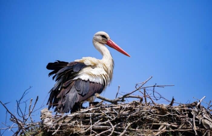 keoladeo ghana sanctuary as a luxury tiger safari in India