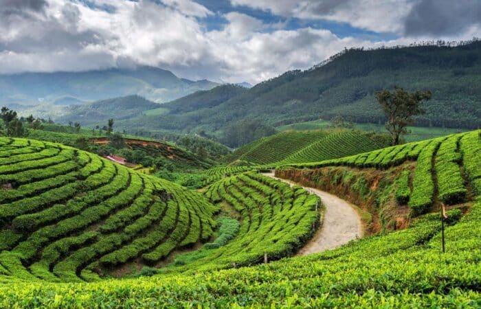 Munnar trip with tea gardens, misty hills and private Kerala travel in a tailor-made Kerala escape