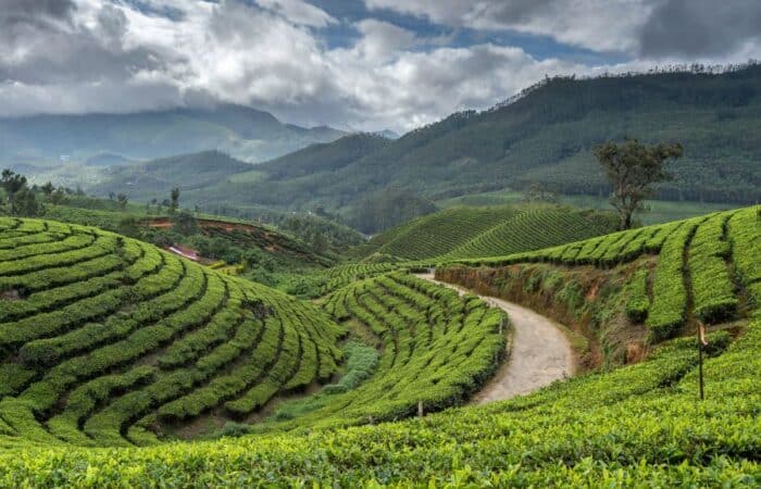 Munnar tour with rolling tea gardens, forested slopes and scenic hill viewpoints in a tailor-made Kerala escape