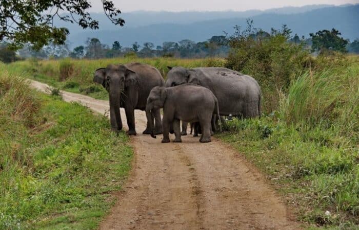 Package for Jim Corbett with lodge stay, jeep drives and forest edge holiday planning as a luxury tiger safari in India