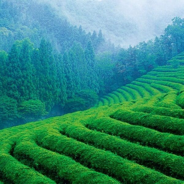 Munnar trip package with tea estates, winding hill roads and cool mountain views in a tailor-made Kerala escape
