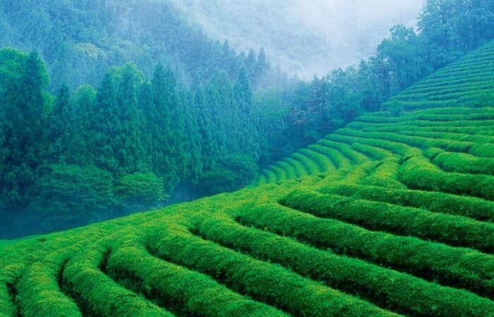 Munnar trip package with tea estates, winding hill roads and cool mountain views in a tailor-made Kerala escape