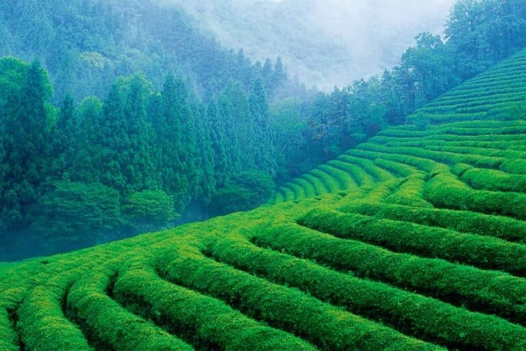 Munnar trip package with tea estates, winding hill roads and cool mountain views in a tailor-made Kerala escape