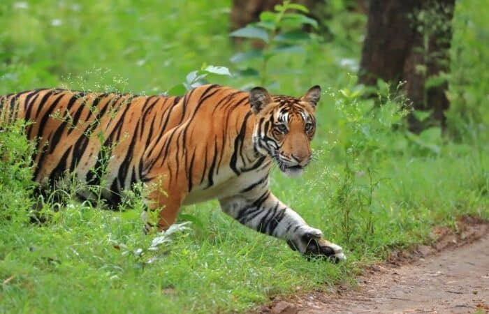Pench India wildlife landscape with teak forest, safari roads and tiger habitat