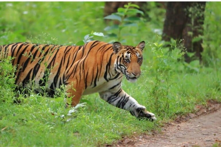 Pench India wildlife landscape with teak forest, safari roads and tiger habitat