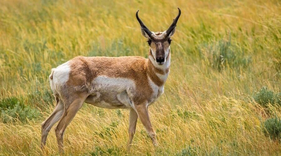 pench jungle safari booking