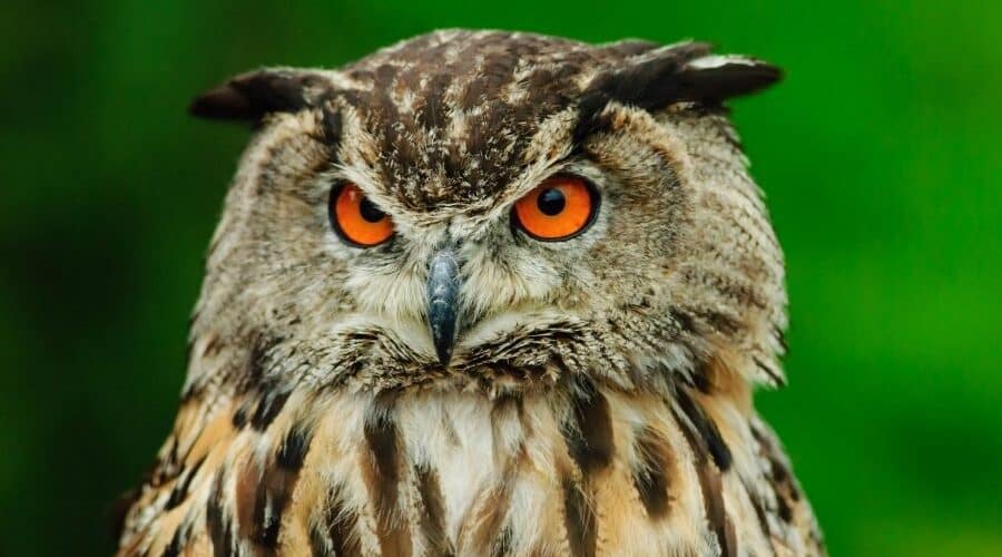 pench national park in india