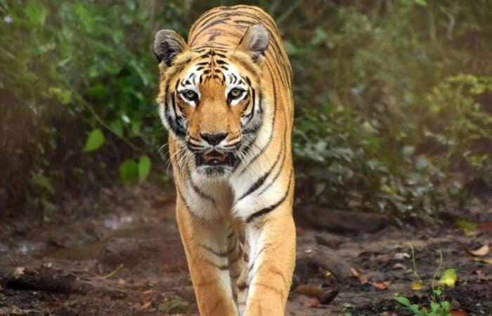 Ranthambore National Park Rajasthan with safari jeeps and heritage travel as a luxury tiger safari in India