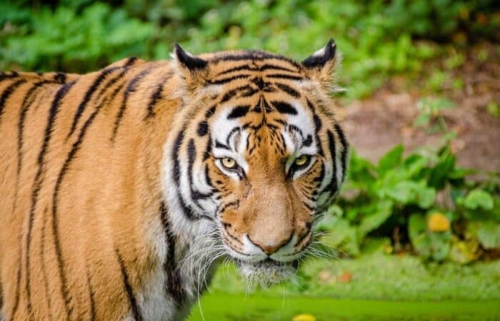 Ranthambore safari with tiger reserve drives, the Taj Mahal and Jaipur
