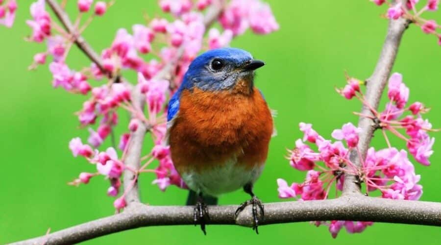 safari booking bandhavgarh