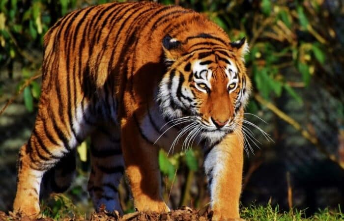 tadoba trip as a luxury tiger safari in India
