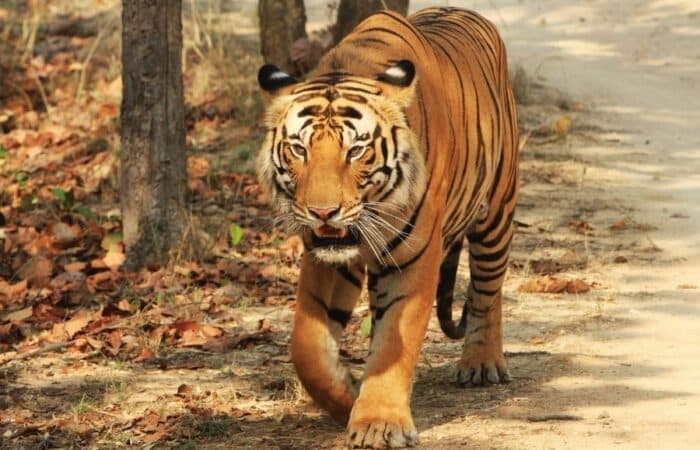 Tiger reserves in India across Tadoba, Pench, Kanha and Bandhavgarh in one private safari