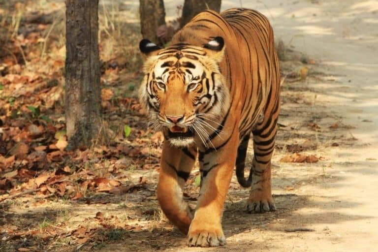 Tiger reserves in India across Tadoba, Pench, Kanha and Bandhavgarh in one private safari