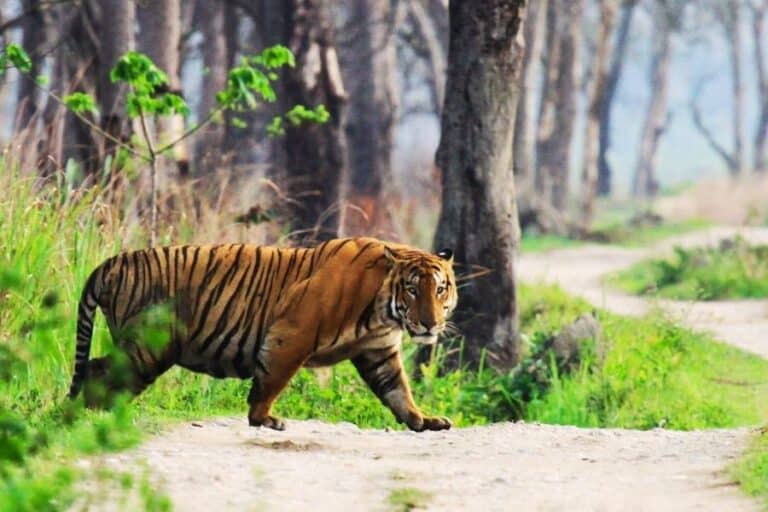 tiger safari tours india with naturalists, reserve roads and wild landscapes