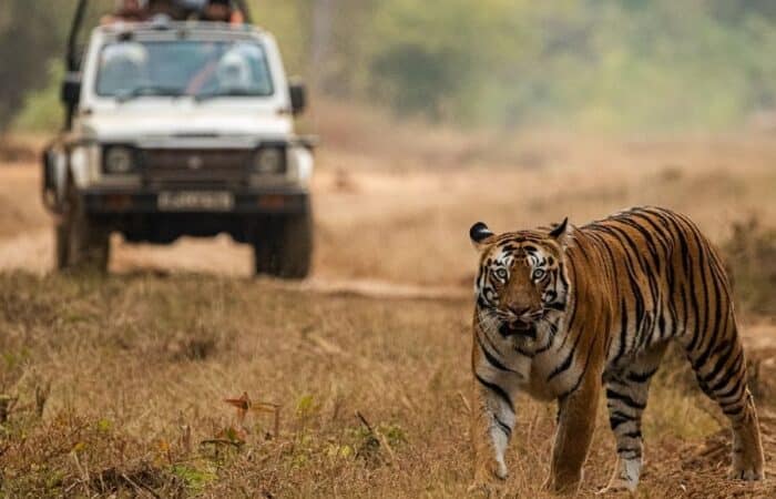 Tiger tours India across Tadoba and Pench with private jeeps and forest lodge stays as a luxury tiger safari in India