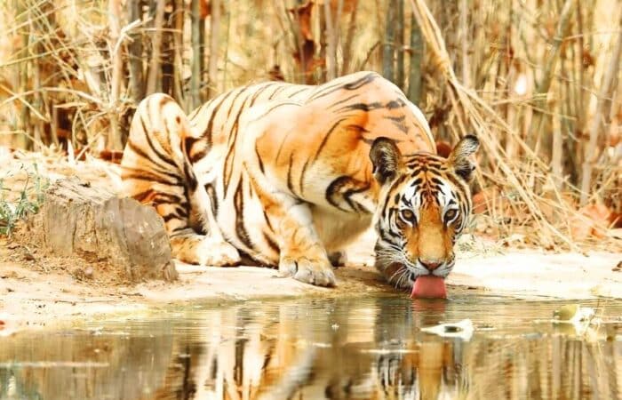 Trip to Kaziranga with safari drives, lodge stays and Northeast India wildlife views as a luxury tiger safari in India